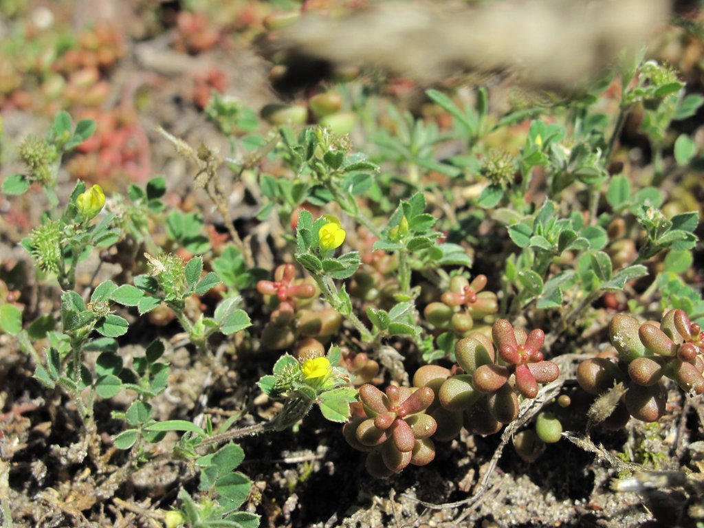 Medicago minima